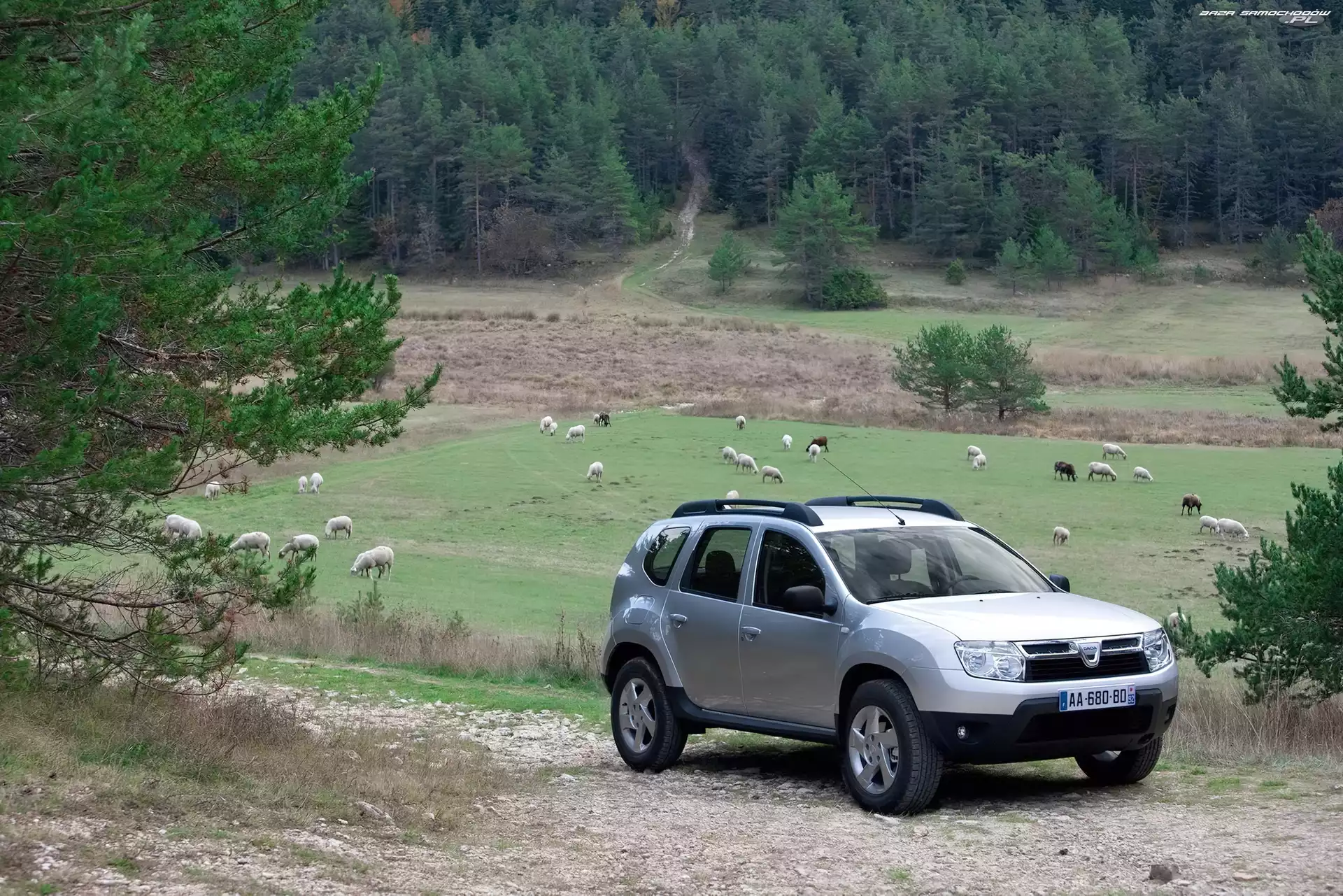 Srebrna, Dacia Duster, Pastwisko, Owce