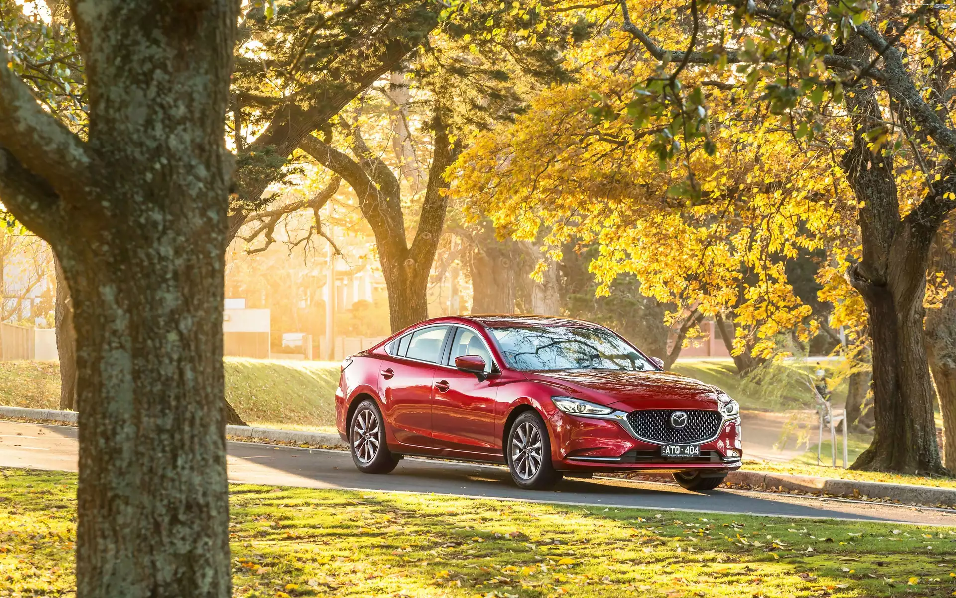 Drzewa, Czerwona, Mazda 6