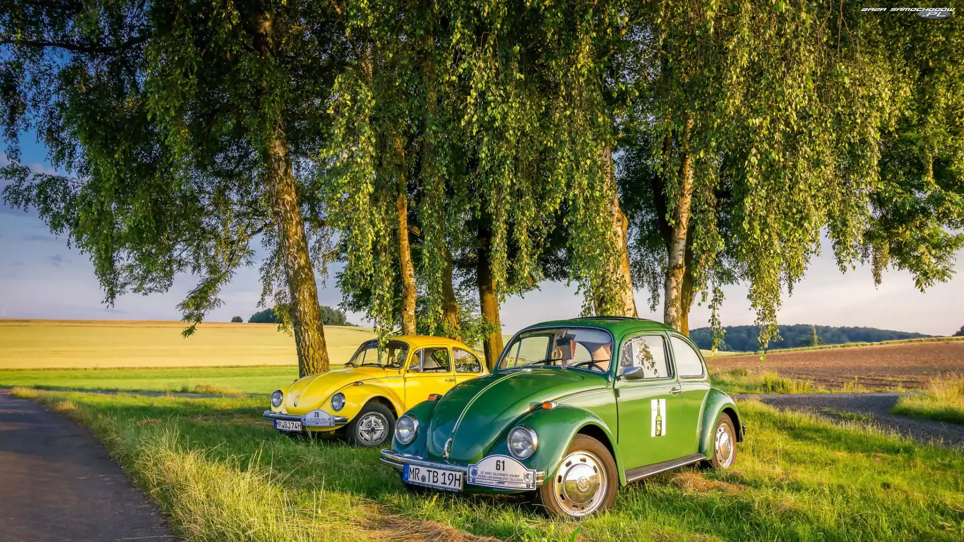 Garbus, Samochody, Droga, Pola, Volkswagen, Brzozy